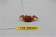 藏品(德氏仿厚蟹)的圖片